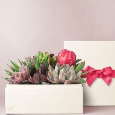 Lula's Garden ® XOXO Urban Succulent Gift