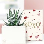 Lula's Garden ® XOXO Zebra Succulent Gift
