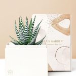 Lula's Garden ® Zebra Succulent Gift at From You Flowers