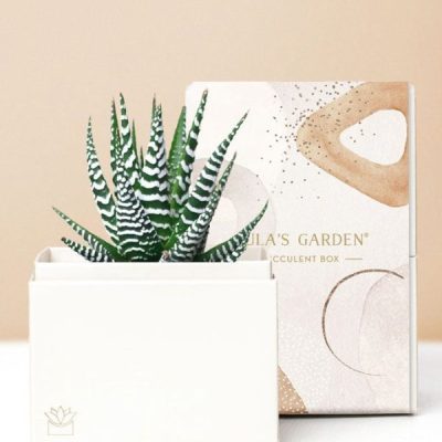 Lula's Garden ® Zebra Succulent Gift at From You Flowers