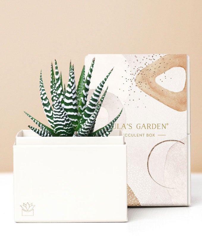 Lula's Garden ® Zebra Succulent Gift at From You Flowers