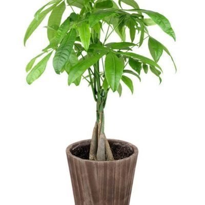 Majestic Money Tree