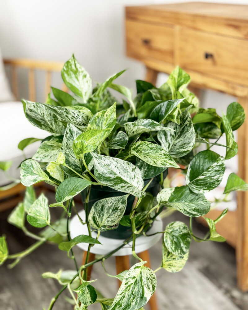 Marble Queen Pothos