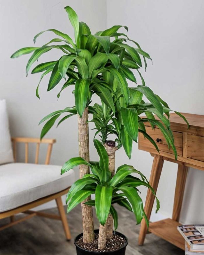 Massangeana Corn Plant