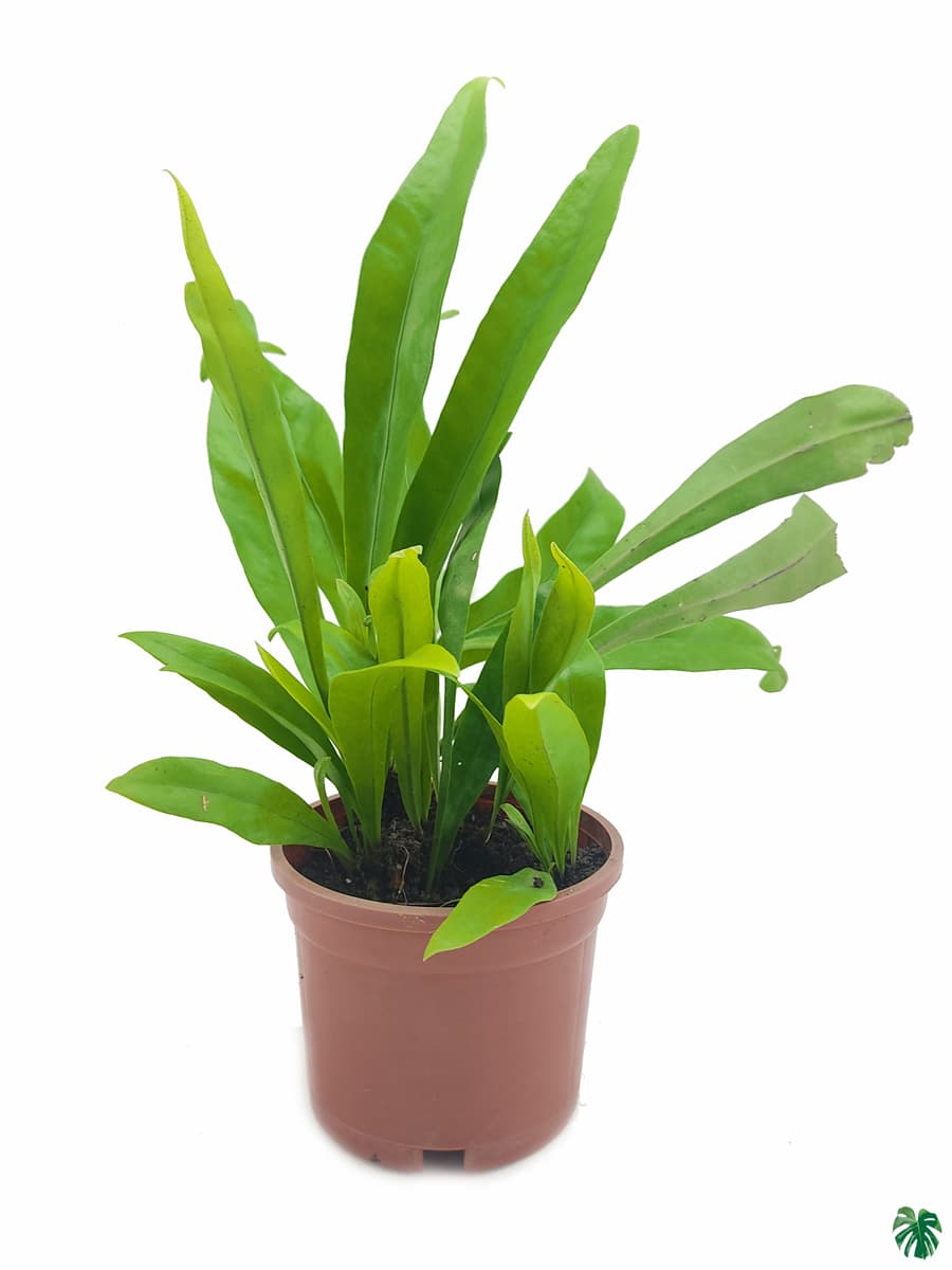 Microsorum Punctatum Green Flame