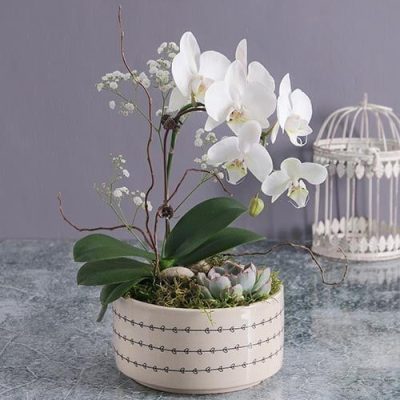 خرید گل و گلدان هدیه برای مدیر مدرسه ??