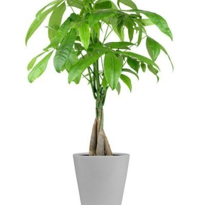 Modern Money Tree