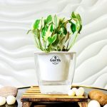 خرید گل و گلدان هدیه برای روز حمل و نقل