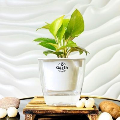 خرید گل و گلدان هدیه برای دیت اول