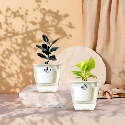 خرید گل و گلدان هدیه برای جلسه دفاع