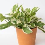 خرید گل و گلدان هدیه برای جشن تکلیف دختر