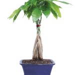 Money Tree Bonsai