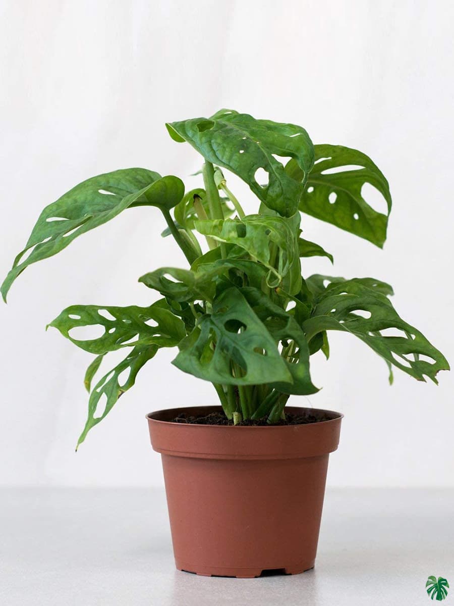 Monstera Adansonii