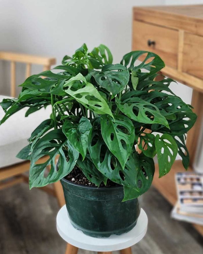 Monstera adansonii