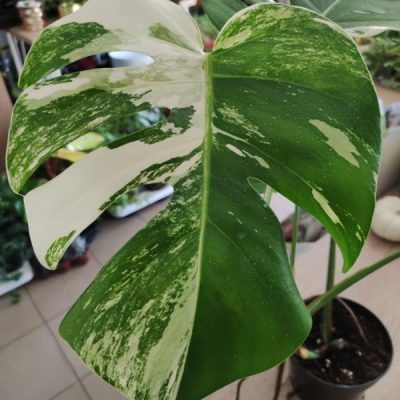 خرید گل و گلدان هدیه برای نمایشگاه