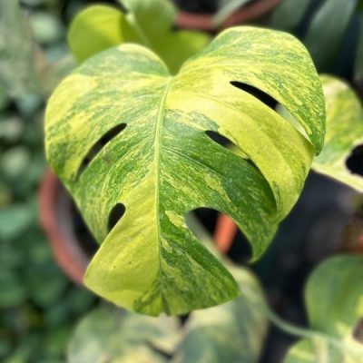 خرید گل و گلدان هدیه برای شهردار ??