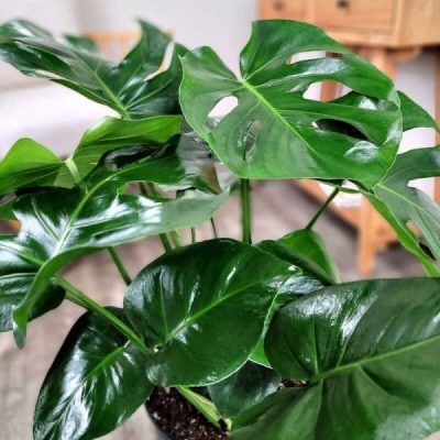 Monstera deliciosa