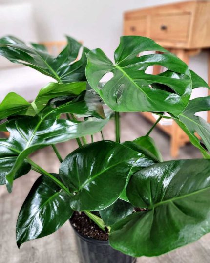 Monstera deliciosa