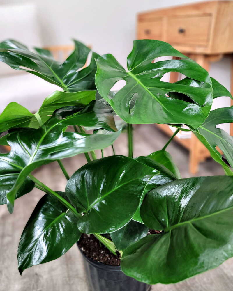 Monstera deliciosa