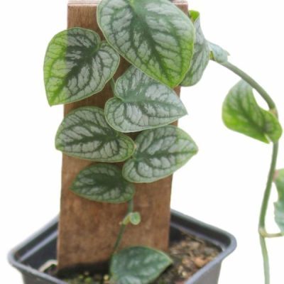 خرید گل و گلدان هدیه برای زوج جوان ??