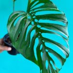Monstera Laniata