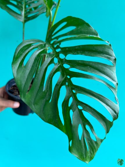 Monstera Laniata