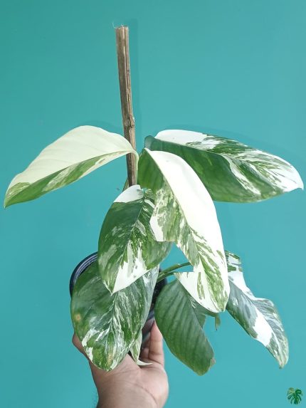 قیمت روز گیاهان هوازی 🌿