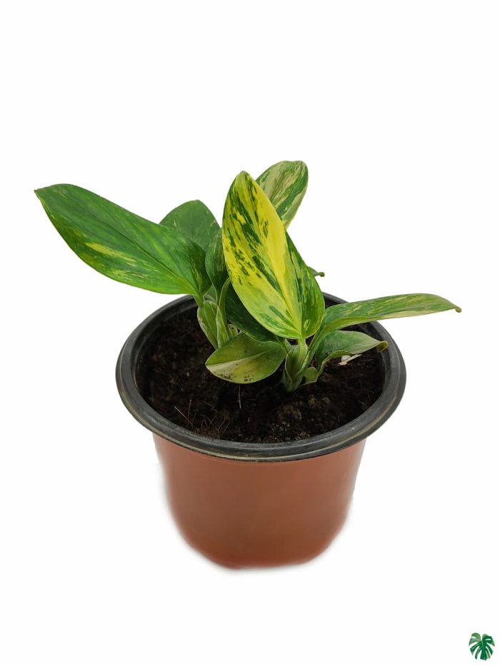 قیمت روز گل و گیاه فروشی 🌺🌿