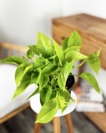 Neon Pothos