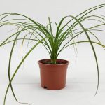 Nolina Palm - Ponytail Palm