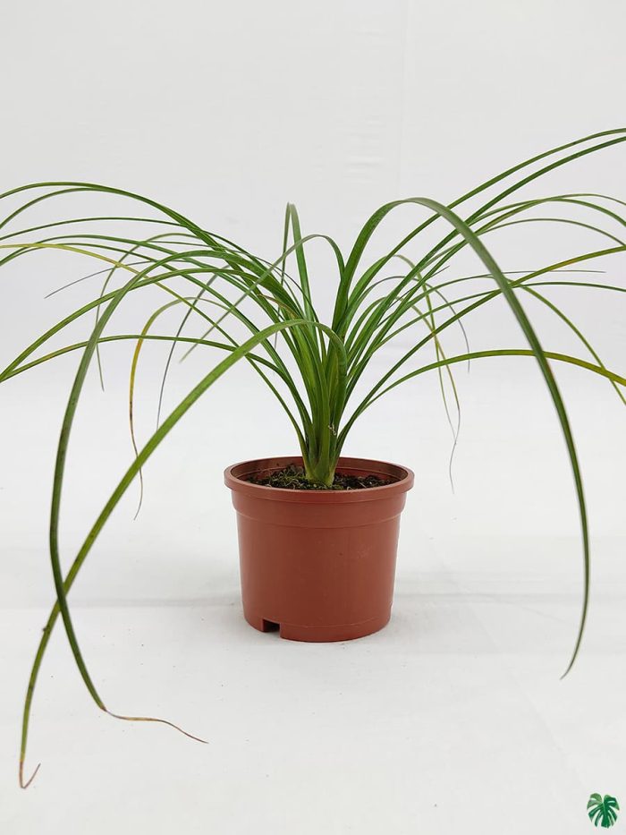 Nolina Palm - Ponytail Palm