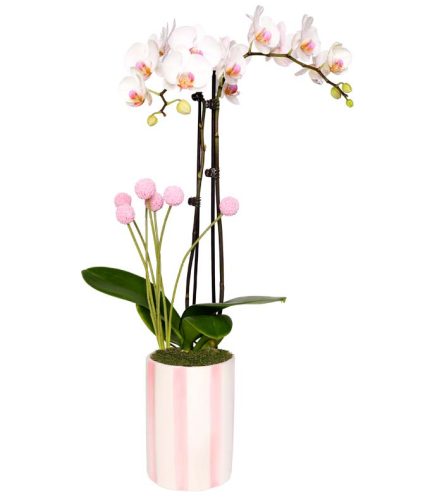 Old Hollywood Orchid