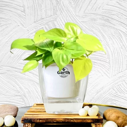 خرید گل و گلدان هدیه برای سفره هفت سین