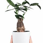 خرید گل و گلدان هدیه برای دانش‌آموزان دختر