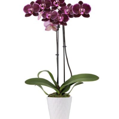 Paradise Purple Orchid