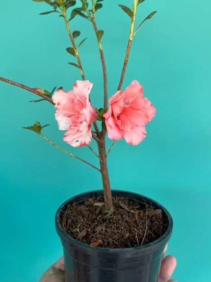 خرید گل و گلدان هدیه برای خانم معلم 🌸