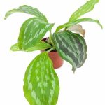 Peacock Ginger Plant - Kaempferia