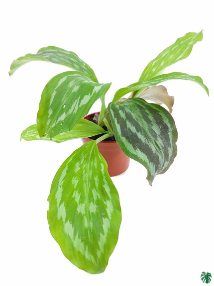 Peacock Ginger Plant - Kaempferia