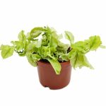 Pedilanthus Curly Leaves