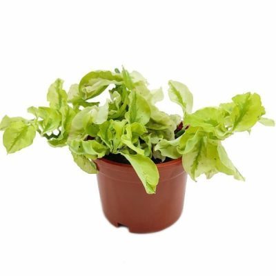 Pedilanthus Curly Leaves