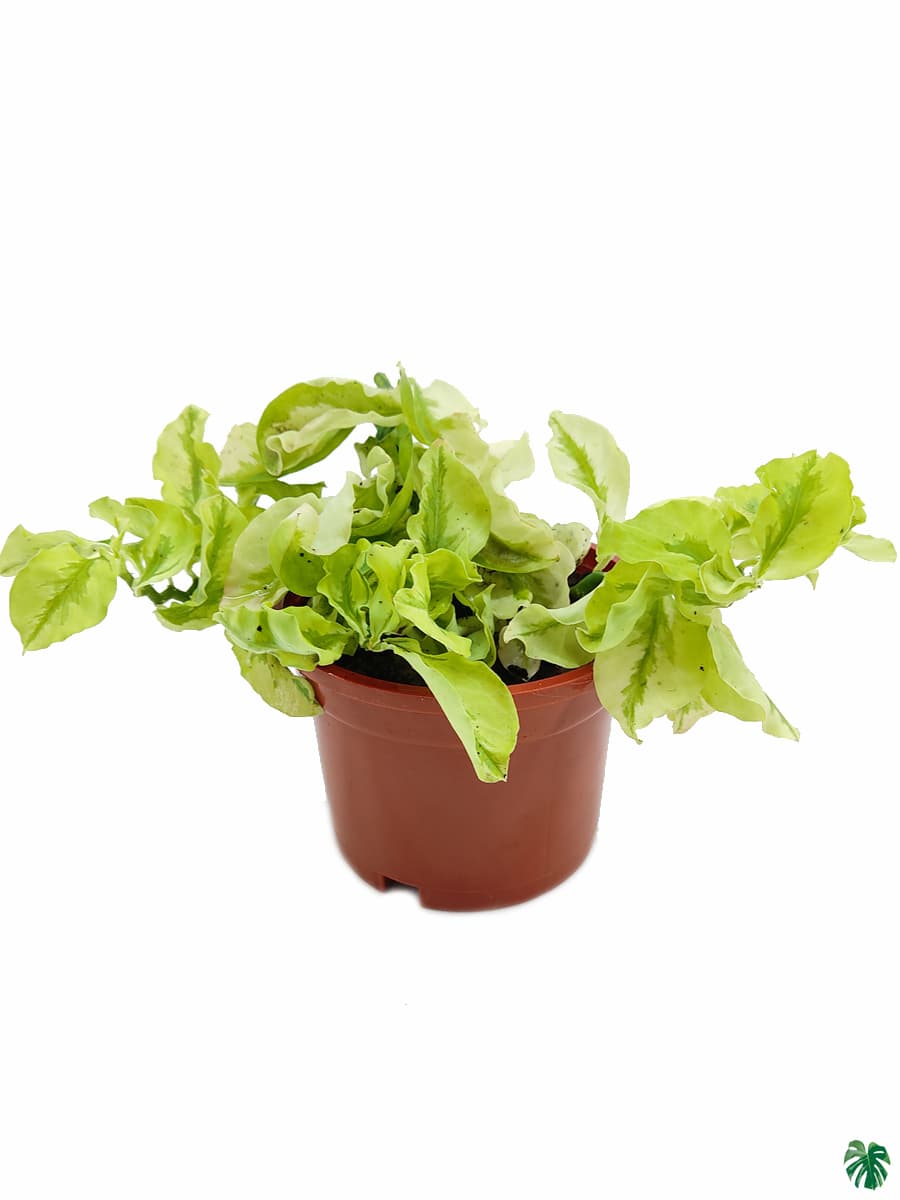 Pedilanthus Curly Leaves