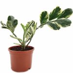 Pedilanthus 'Jurassic Park'