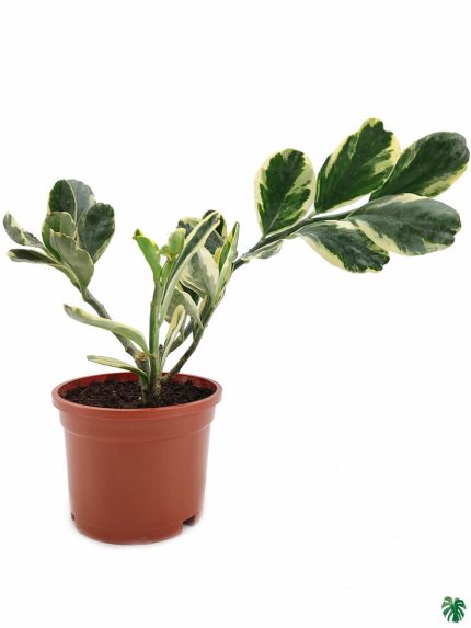 Pedilanthus 'Jurassic Park'