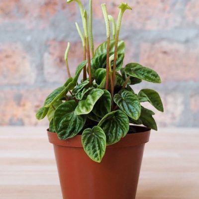 Peperomia Caperata 'Lilian Ripple'