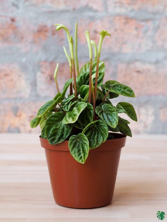 Peperomia Caperata 'Lilian Ripple'
