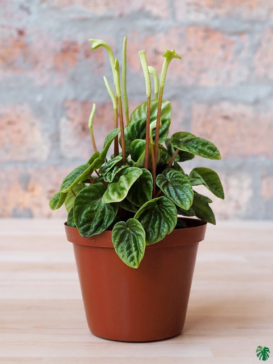 Peperomia Caperata 'Lilian Ripple'