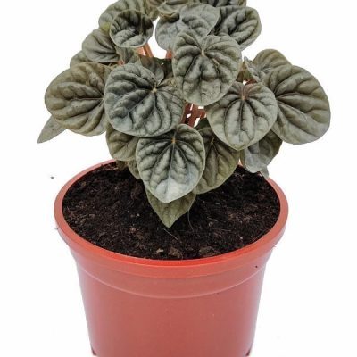 Peperomia Silver Ripple Black
