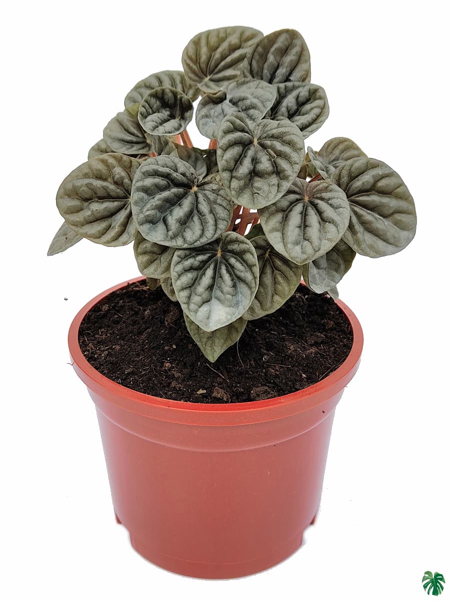 Peperomia Silver Ripple Black