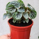 Peperomia Silver Ripple Green
