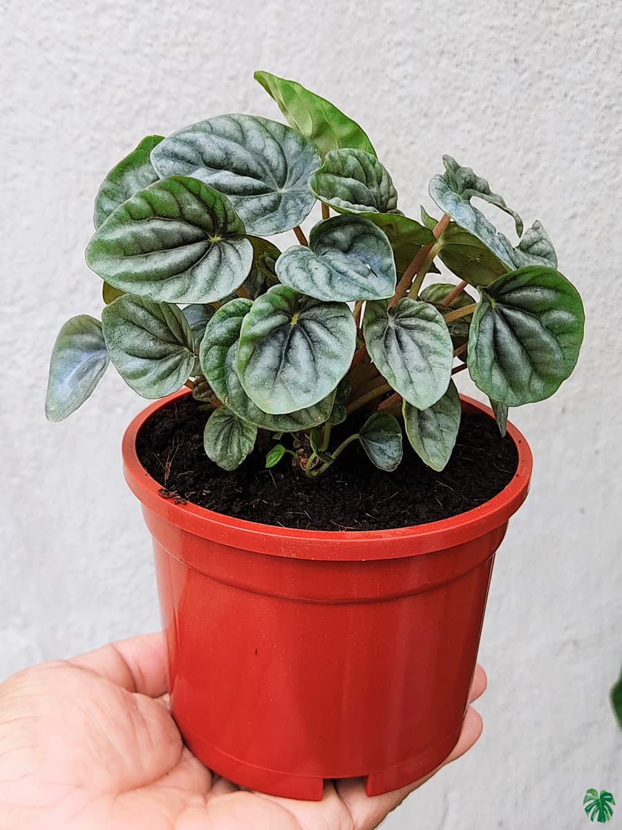 Peperomia Silver Ripple Green
